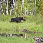 Moose tours at NEOC